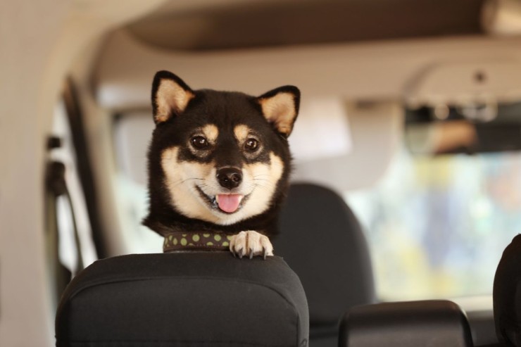 Cane auto Codice della Strada novità