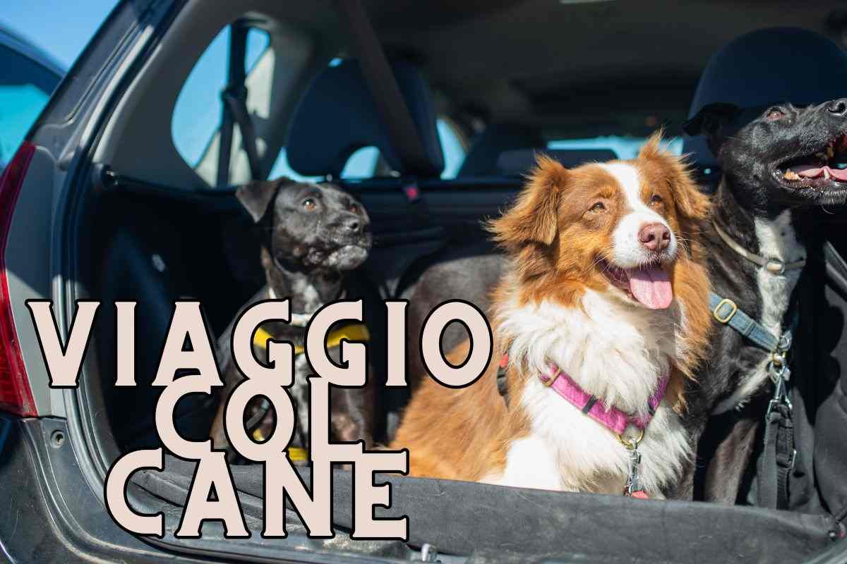 Devi viaggiare con il tuo cane? Ecco cosa devi sapere, il Codice della Strada è chiaro